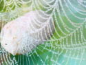 Silkworms Produce Spider Silk for the First Time